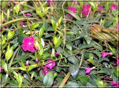 Vinca Minor Atropurpurea Barwinek Mniejszy Atropurpurea Barwinek