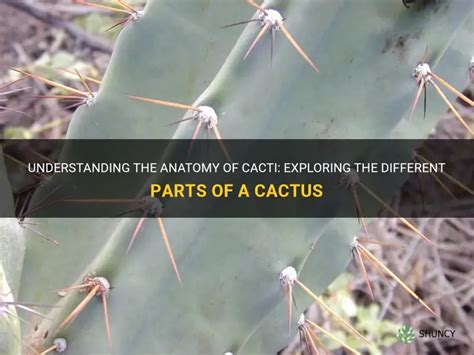 Understanding The Anatomy Of Cacti Exploring The Different Parts Of A