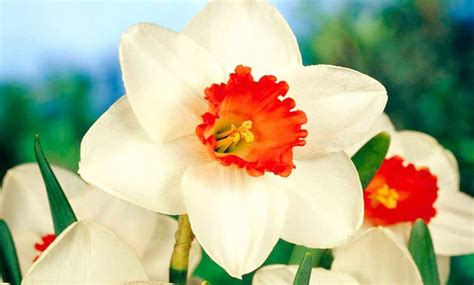 Riot Red Daffodil Flower Bulbs Groupon Goods
