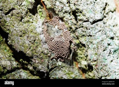 Huevos De Insectos En La Corteza De Un árbol De Cerca Fotografía De