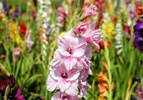 30 flores comestibles que puedes comer directamente de tu jardín Eco