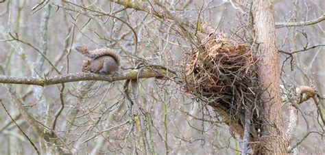 Einen Eichhörnchen Kobel aufhängen 3 besten Methoden