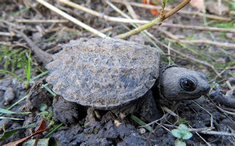 What Determines The Sex Of A Turtle