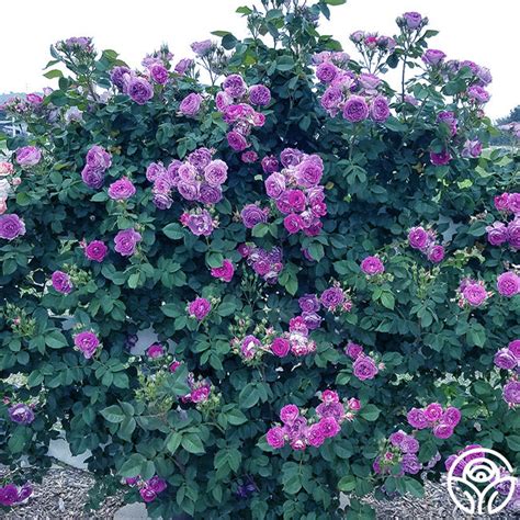 Cosmic Clouds™ Heirloom Roses