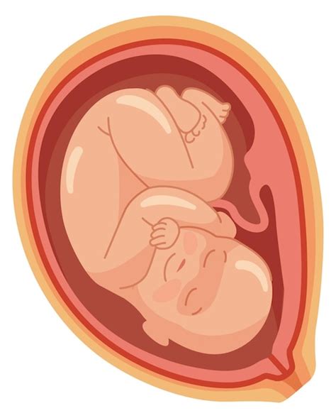 Premium Vector Baby In Womb Icon Medical Pregnancy Illustration Human