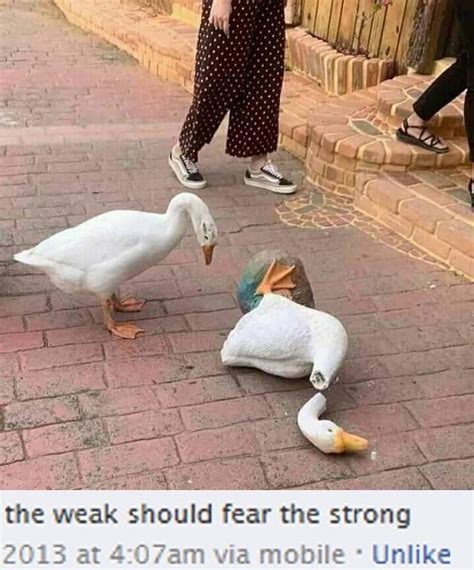 Geese The Weak Should Fear The Strong Know Your Meme