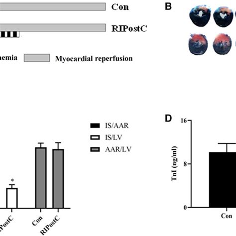 Ripostc Significantly Reduced Cardiac Injury In Rat Myocardial Ir