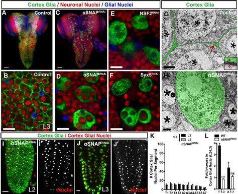 The Secreted Neurotrophin Sp Tzle Promotes Glial Morphogenesis And