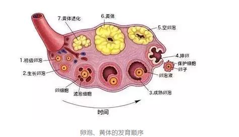 黄体破裂是什么原因造成的 黄体破裂有哪些症状 八宝网