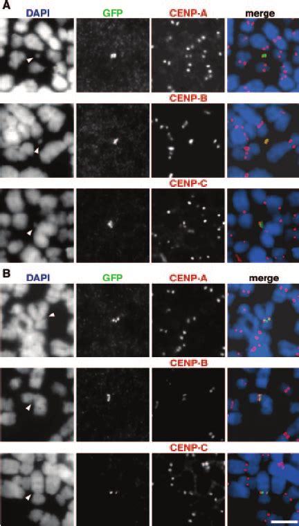 Assembly Of Centromere Components On Human Artificial Chromosomes