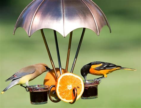 Orioles Mating Habits Oriole Nest Building And Eggs