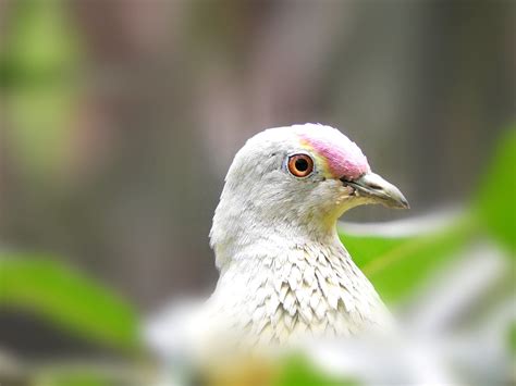 Rose-crowned Fruit Dove (NT) : AustralianBirds