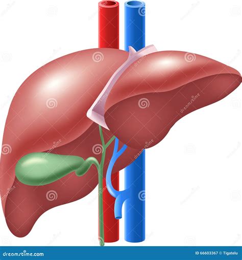 Cartoon Illustration Of Human Liver And Gallbladder Stock Vector