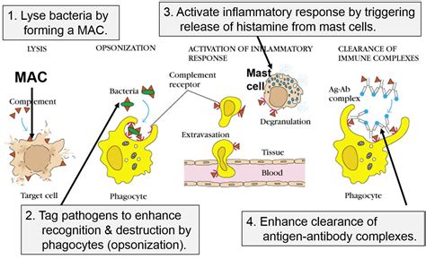 Microbiology Complement Therapy