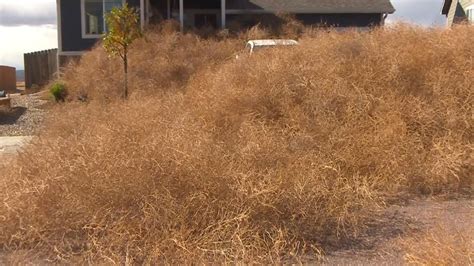 Man Wakes To Find His Property Covered In Tumbleweed Offbeat News Sky News