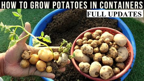 How Long Does It Take To Grow A Potato Back Gardener