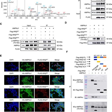 IKKb kinase domain (KD) interacting with and phosphorylating AMPKa is ... 