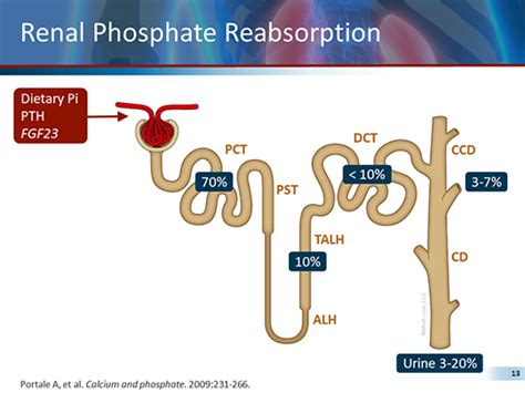 Hereditary Hypophosphatemia Diagnostic Challenges And Potential New