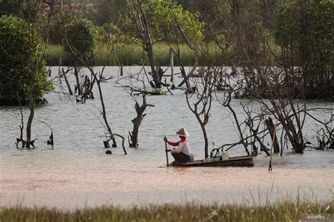 Brgm Siapkan Beberapa Skema Pendanaan Rehabilitasi Kawasan Mangrove