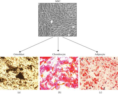 Multilineage Differentiation Capacity Of Hucb Mscs The Mscs Obtained