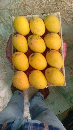 Yellow Organize Ratnagiri Alphonso Mango Carton Packaging Size Kg