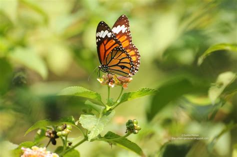 The Urban Gardener: Choices for a gardener