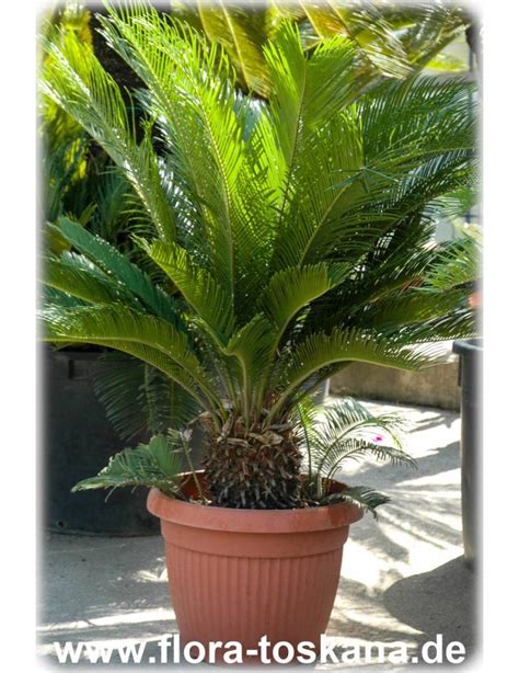 Cycas Revoluta Palmfarn Japanischer Sagopalmfarn Flora Toskana