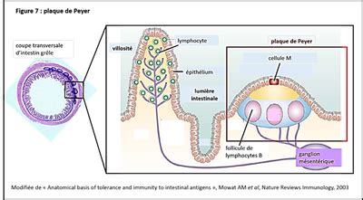 Les Tissus Lympho Des Associ S Aux Muqueuses Site Des Ressources D