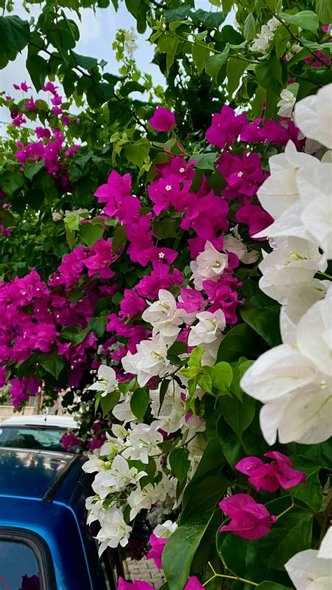 White Bougainvillea Photos, Download The BEST Free White Bougainvillea ...