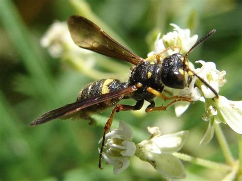 Wasp Cerceris Bugguide Net