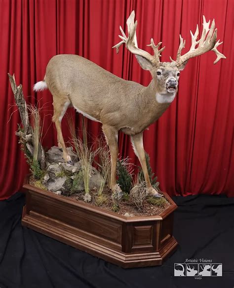 MOUNTAIN DEER TAXIDERMY Mountain Deer Atelier Yuwa Ciao Jp