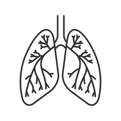 Human Lungs With Bronchi And Bronchioles Linear Icon Thin Line