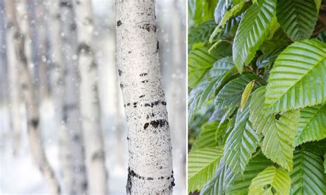 La Liste Des Arbres Que L On Peut Planter Pr S De Sa Maison