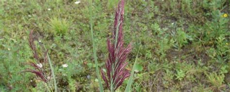 Nature Today Inheemse Planten Riet