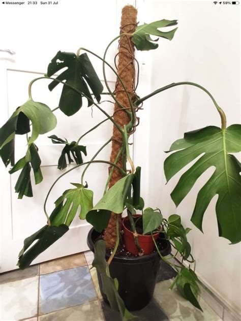 Scale On Monstera Plants Understanding And Removing