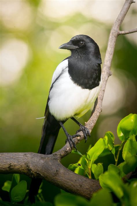 Magpie Symbolism & Meaning (+Totem, Spirit & Omens) | World Birds