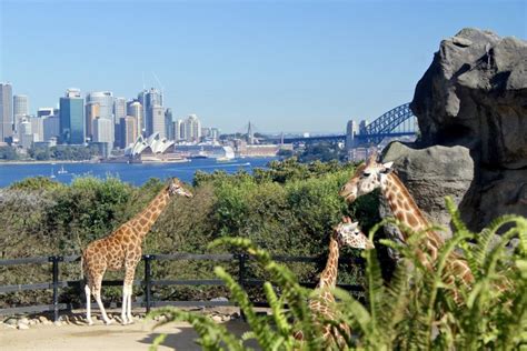 The Sydney Taronga Zoo: The Zoo with the Best View!