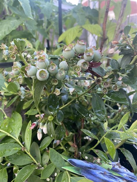 We have four blueberry bushes. Behold, our bountiful harvest! : r/gardening