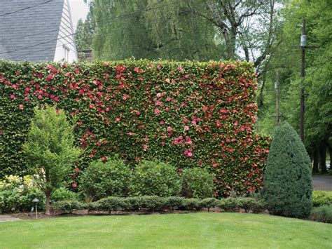 Camellia Hedge Eastmoreland Patio Landscaping Backyard Landscaping