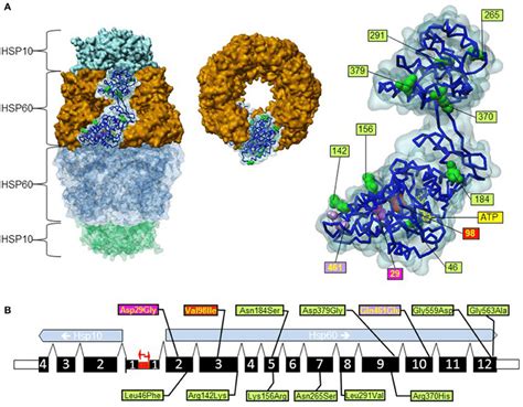 Position Of Gene Variations In The Hspd1 Gene And The Hsp60 Protein