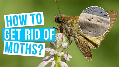 How To Get Rid Of Moths No More Moths In House Closet Carpet Or