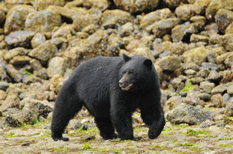 Vancouver Island Black Bear Bear Conservation