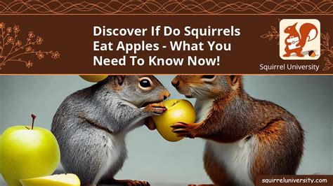 Do Squirrels Eat Apples And Ways To Protect Your Trees Squirrel