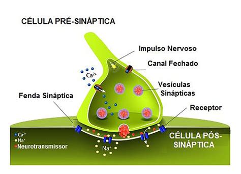 Os Neurotransmissores São Liberados Pelas Extremidades Dos Dendritos
