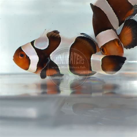 Amphiprion Ocellaris Naked Ocellaris Clownfish Shop MiniWaters FISH