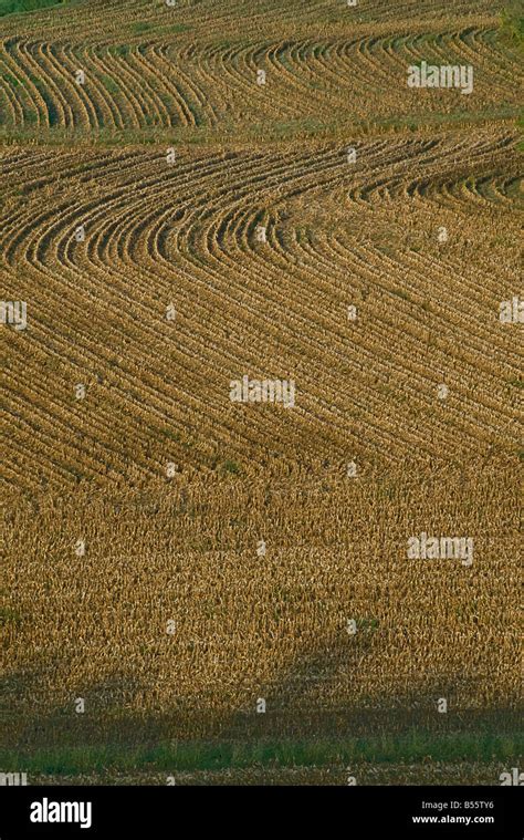 reaped wheat field stock photo alamy