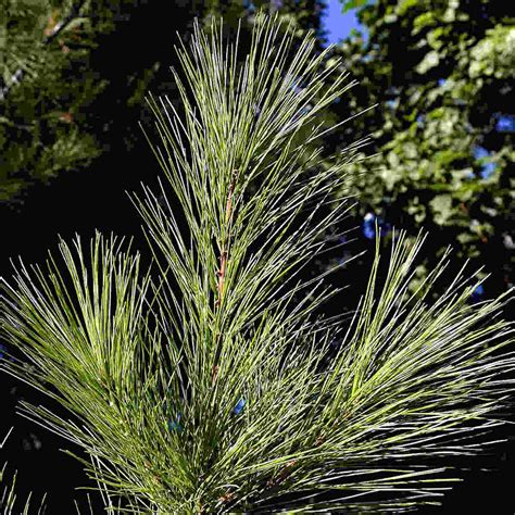 Great Evergreen Pine Tree Symbolism and Meaning - SimplyBeyondHerbs