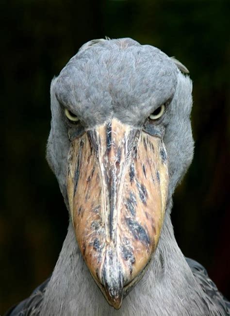 36 Grumpy Animals Who Have No Patience For You Today