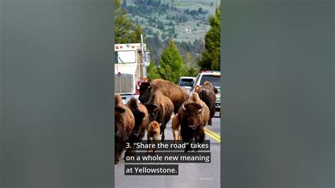 Interesting Facts About Yellowstone Short Youtube