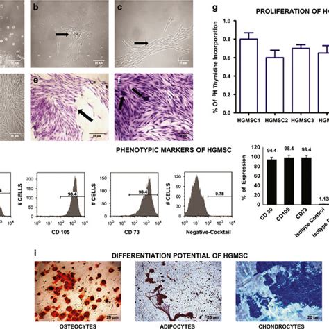 Morphology Of Cultured Gingival Cells From Gingival Tissue The